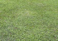 Weißklee im Rasen – Fremdart oder nützlich?