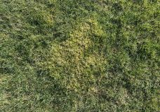 Moos – ungeliebter Begleiter im Rasen