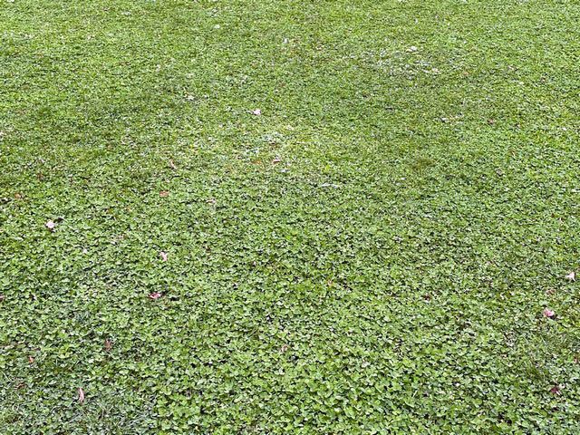 Weißklee im Rasen – Fremdart oder nützlich?