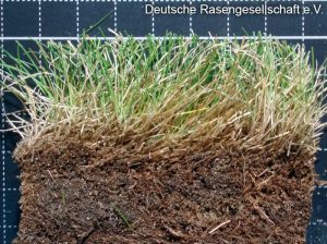 Ausläufer-Rotschwingel  (Festuca rubra rubra)