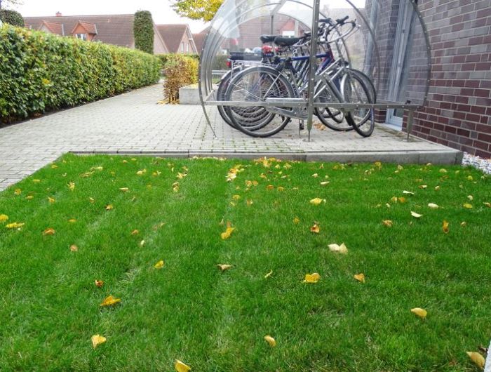 Herbst-Rasen