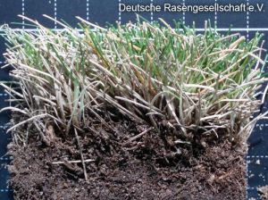 Raublättriger Schafschwingel  (Festuca trachyphylla)