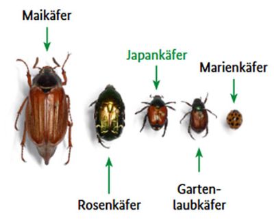 Ein Größenvergleich einiger bekannter Käfer.