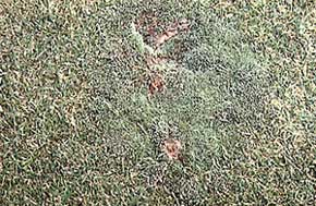 Silber-Birnmoos auf einem Golfgreen