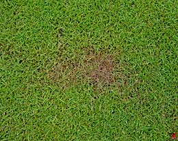 Beginn eines Befalls mit Rhizoctonia solani