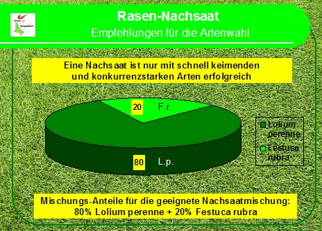 Rasen-Nachsaat