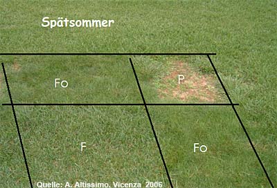 Klimawandel – auch ein Thema für die Rasenpflege?