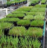 Vielfältige Grasarten mit unterschiedlichen  Eigenschaften