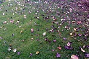 Laubblätter decken im Herbst den Rasen ab und Verursachen somit Lichtmangel für die Gräser.