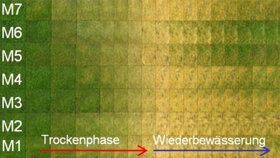 Zeitreihe der Echtfarbenbilder von Austrocknung und Regeneration der Mischungen ab Tag 15 bis Tag 63