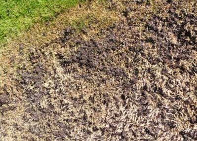 Nachsaat von geschädigten Rasenflächen noch vor dem Winter durchführen 