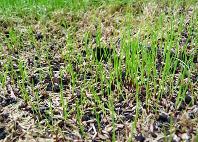 Nachsaat von geschädigten Rasenflächen noch vor dem Winter durchführen 