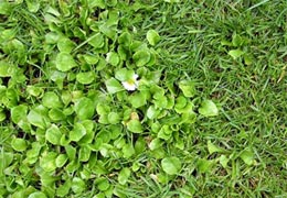 Dichter Besatz mit Gänseblümchen