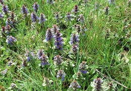 Kleine Braunelle – Prunella vulgaris