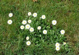 Gänseblümchen – Bellis perennis