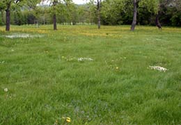 Öffentliche Parkfläche im Frühjahr