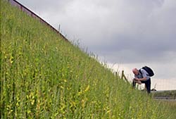 Böschungen/ Wegränder