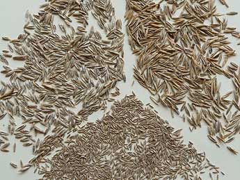 Samen (Spelzfrüchte) der wichtigsten Gräserarten  für die Rasenneuanlage (u. Poa pratensis,  li. Lolium perenne, re. Festuca rubra).