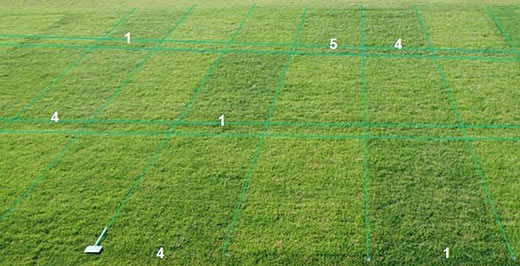 Teilansicht des Versuchs mit Mangelsymptomen bei der Kontrolle