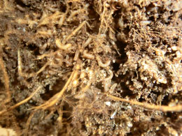 Besatz mit Haarmückenlarven in der RTS.