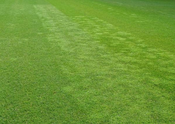 Mit Poa annua verunreinigte Dicksoden nach der Verlegung in einem Stadion.