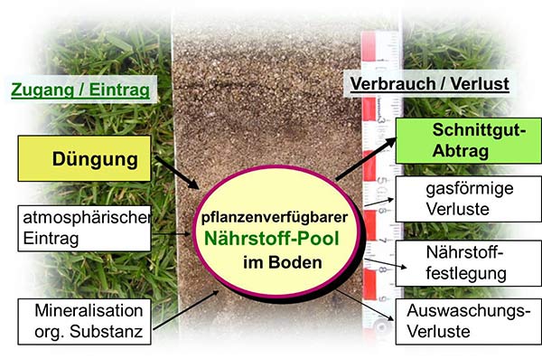 Böden dienen als Nährstoff-Pool für die gleichmäßige Versorgung der Rasengräser.