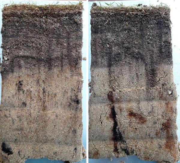 Bodenprofile eines Golfgrüns mit Pflegehorizont, Sandwichs-Effekt und Eisenoxidbildung