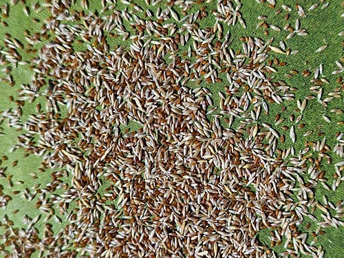 Spelzfrüchte von Agrostis stolonifera als Reinsaat.
