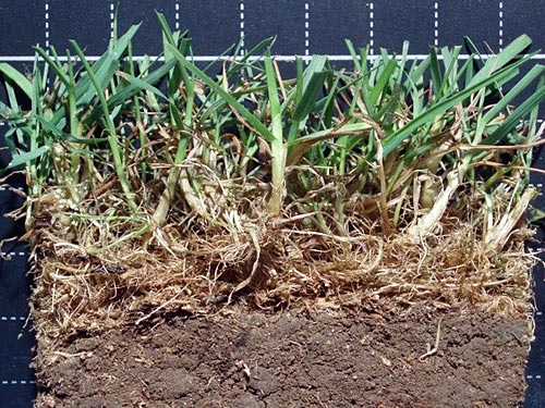 Profilausstich Agrostis stolonifera Rasen mit Rasenfilzbildung.