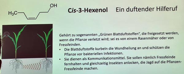 Erforschung der Blattinhaltsstoffe führt zur Entwicklung von Biostimulanzien.