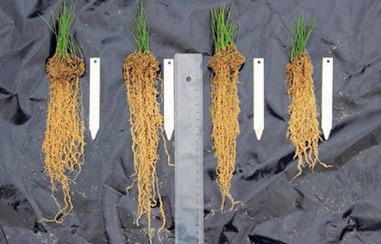 Untersuchung der Wurzeltiefe von tetraploidem Lolium perenne (li.) und diploidem Lolium perenne (re.) durch DLF International Seeds (WALL, 2019).