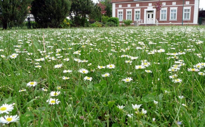 Artenreicher Kräuterrasen