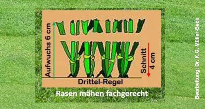 Prinzip der Drittel-Regel beim Mähen, es wir maximal ein Drittel des Aufwuchses abgemäht, so tritt ein Gewöhnungseffekt ein.