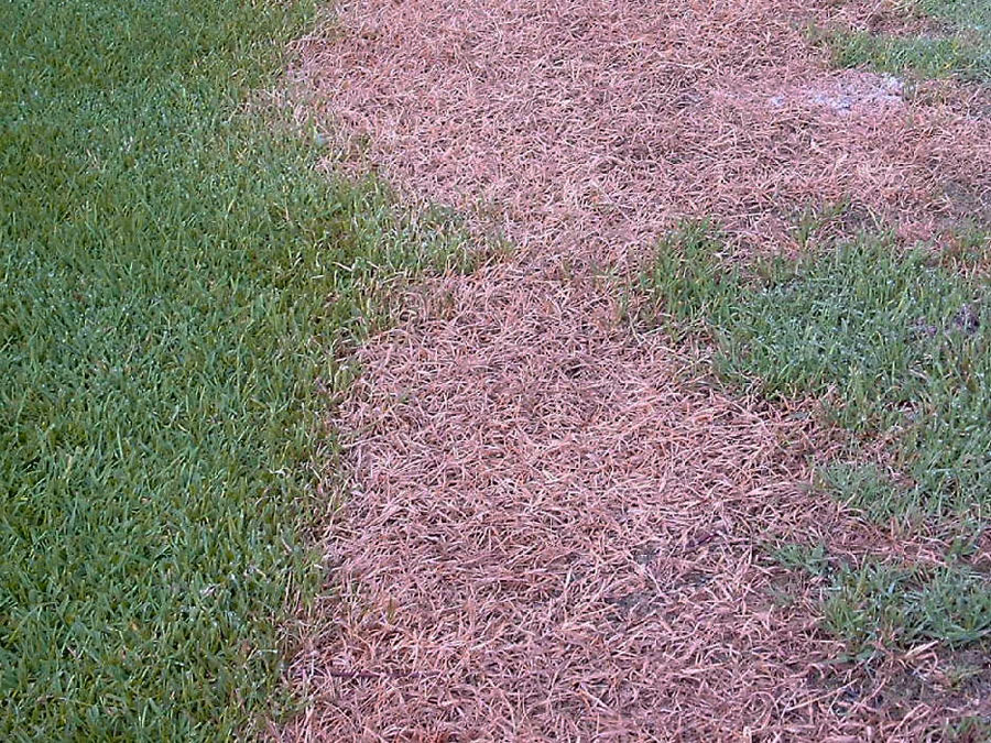 Typisches Erscheinungsbild einer fortgeschrittenen Pythium-Infektion in einer etablierten Rasenfläche 