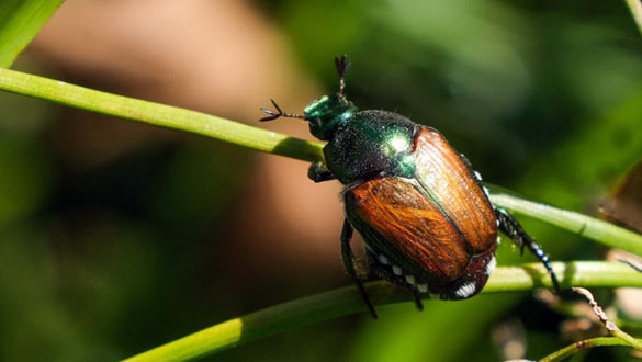 Ein adulter Japankäfer – typisch grünes Halsschild und fünf weiße Haarbüschel seitlich und zwei weitere hinten.